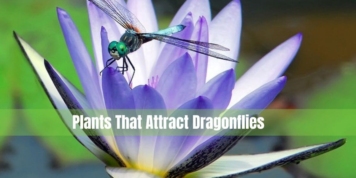 Plants That Attract Dragonflies