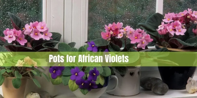 Pots for African Violets: Factors to Consider for Optimal Growth