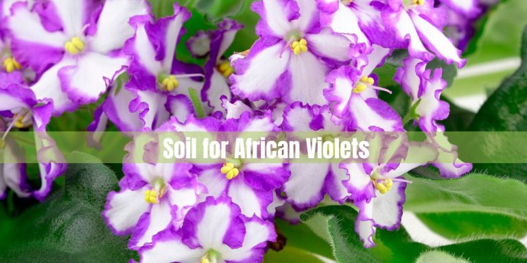 The Best Soil for African Violets: Tips and Recommendations