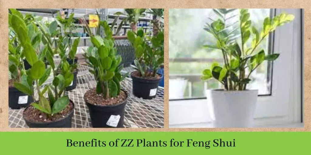 ZZ Plant Benefits for Feng Shui