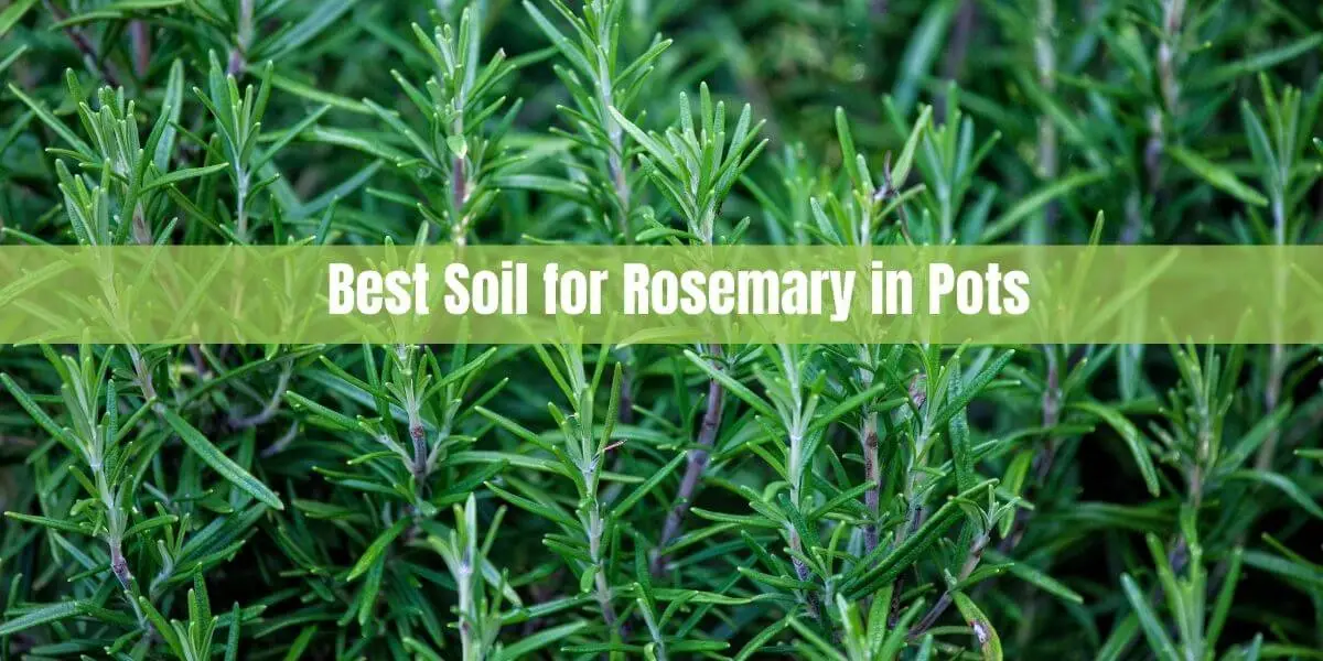 Best Soil for Rosemary in Pots