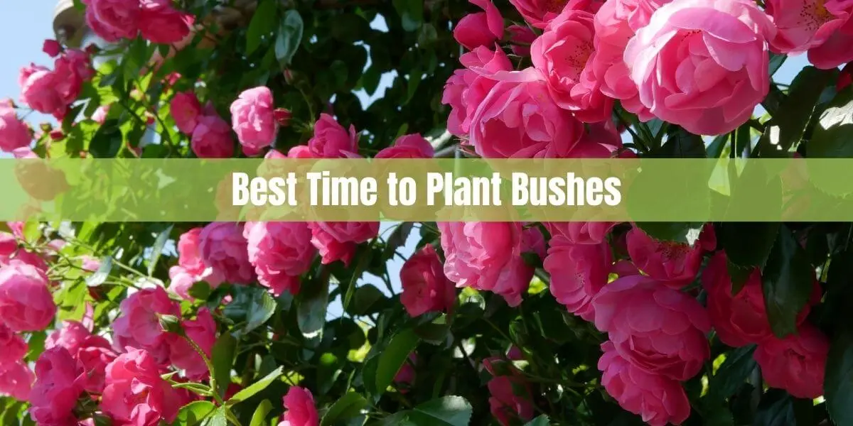 Best Time to Plant Bushes