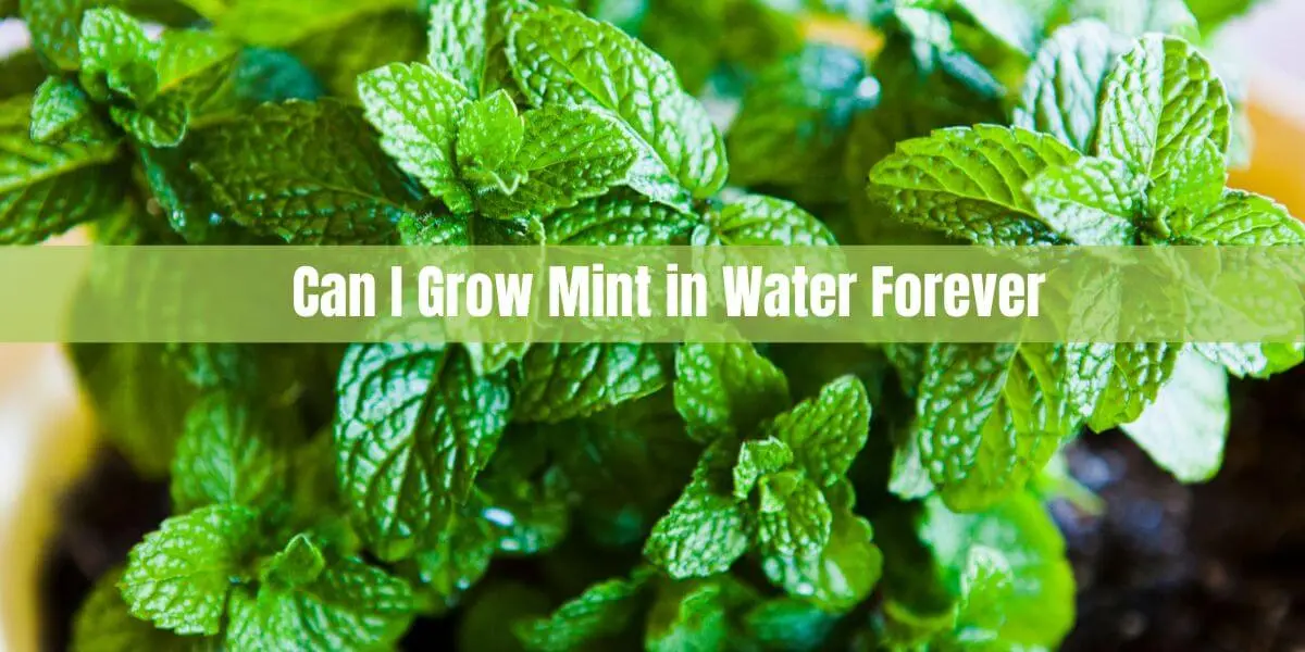 Can I Grow Mint in Water Forever