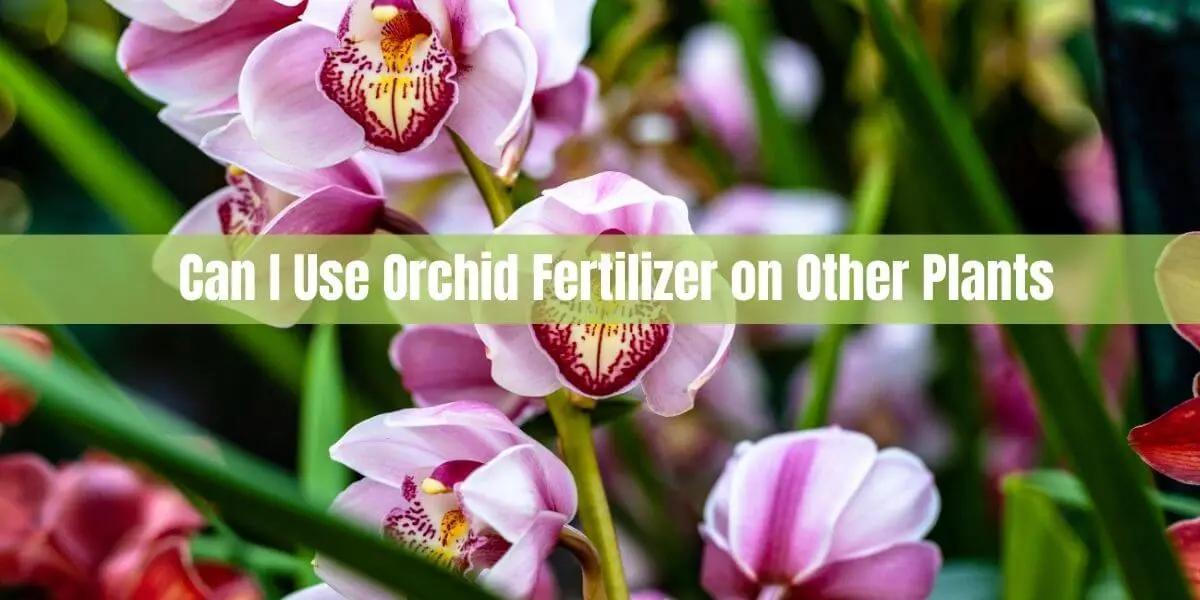 Can I Use Orchid Fertilizer on Other Plants