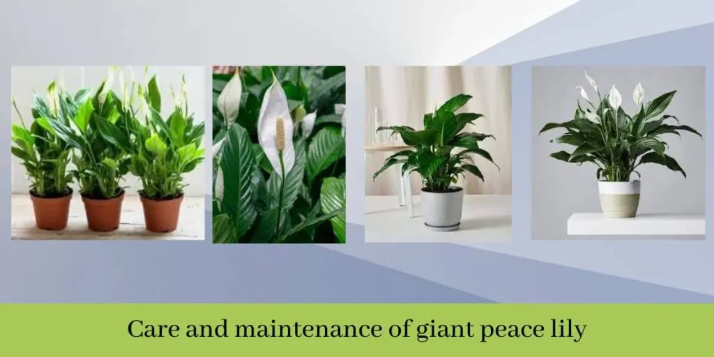 Giant Peace Lily