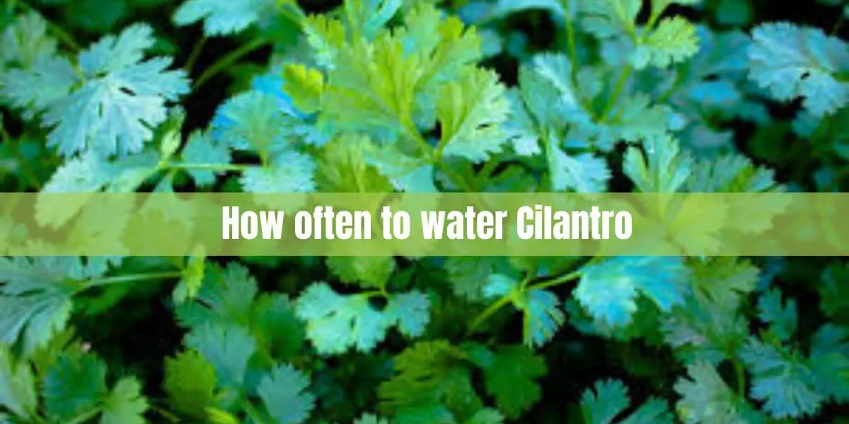 How often to water cilantro