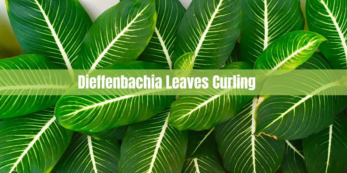 Dieffenbachia Leaves Curling