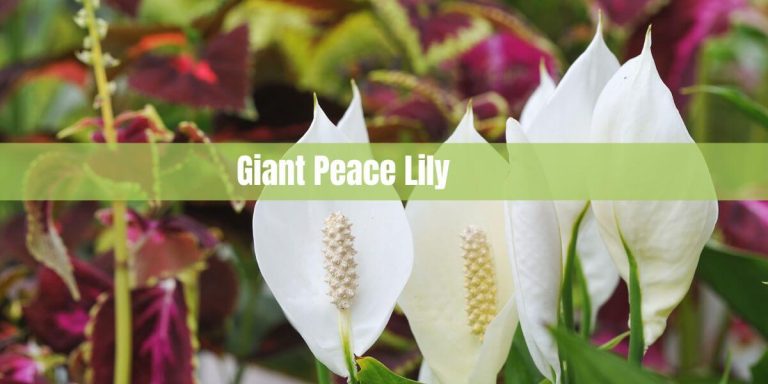 Giant Peace Lily: An Exotic Plant for Your Home