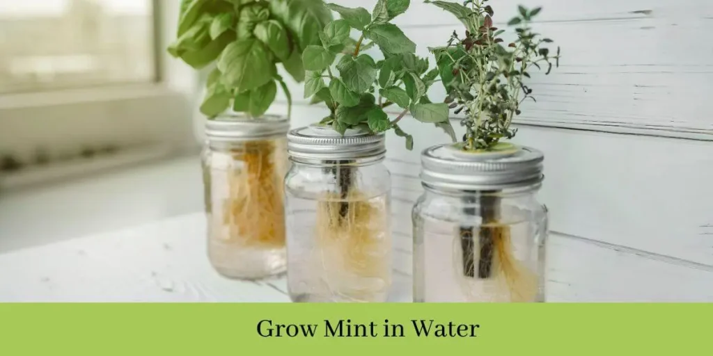 Can I Grow Mint in Water Forever