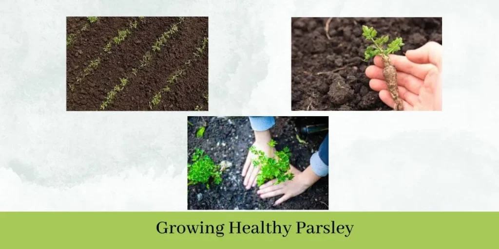 How Often Should You Water Parsley