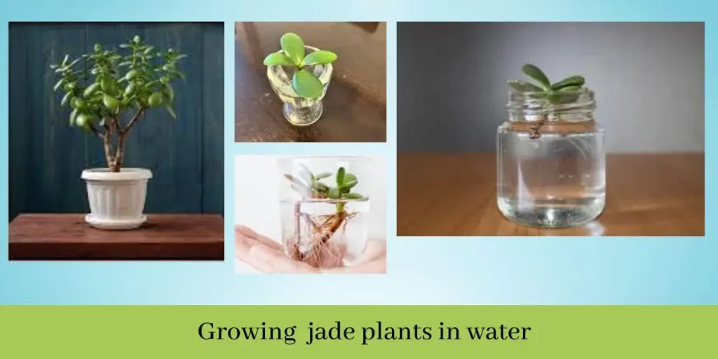 How to Grow Jade Plant in Water