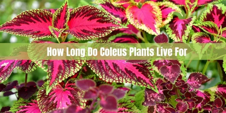 How Long Do Coleus Plants Live For