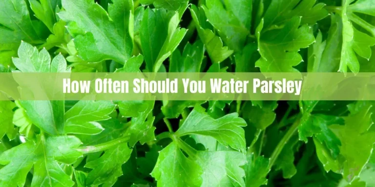 How Often Should You Water Parsley: Proper Parsley Watering