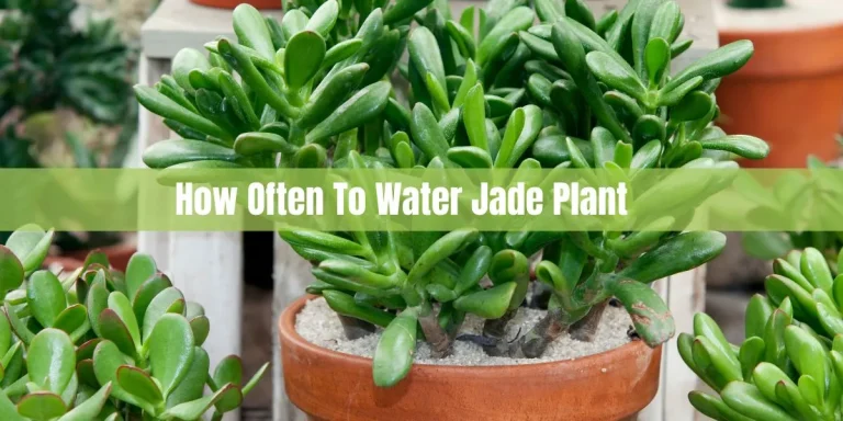How Often To Water Jade Plant: Jade Plant Watering Guide