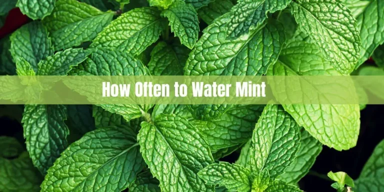 How Often to Water Mint: A Comprehensive Guide