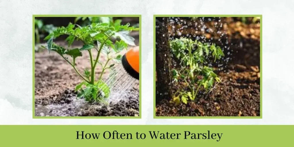 How Often to Water Parsley