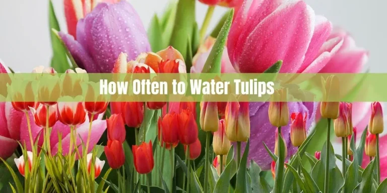 How Often to Water Tulips: A Comprehensive Guide