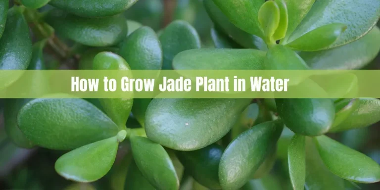 How to Grow Jade Plant in Water: A Complete Guide