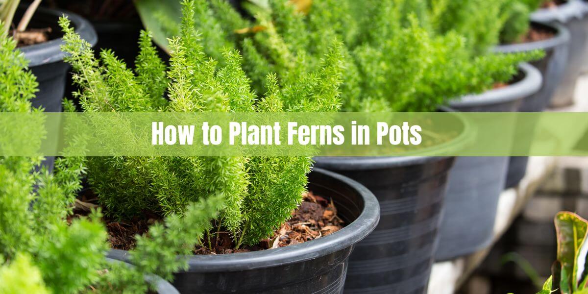 How to Plant Ferns in Pots