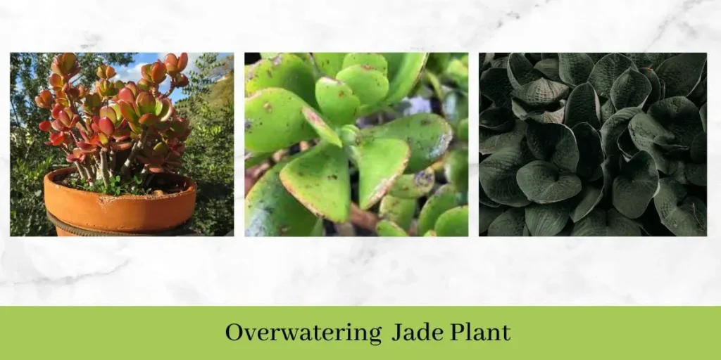 How Often to water Jade Plant