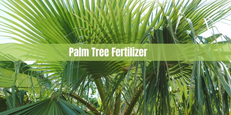 Palm Tree Fertilizer: Everything You Need to Know