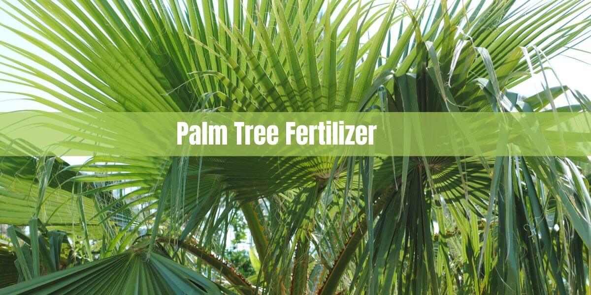 Palm Tree Fertilizer