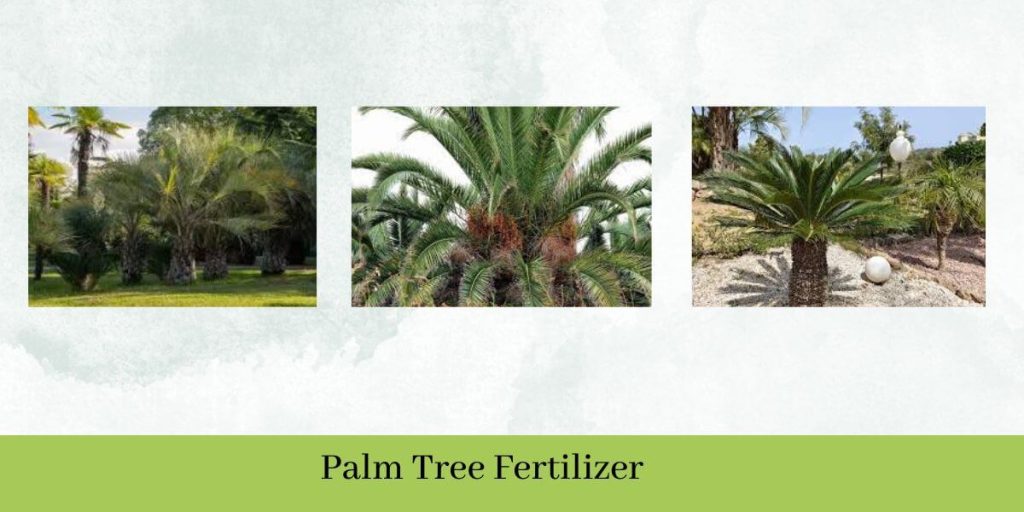 Palm Tree Fertilizer