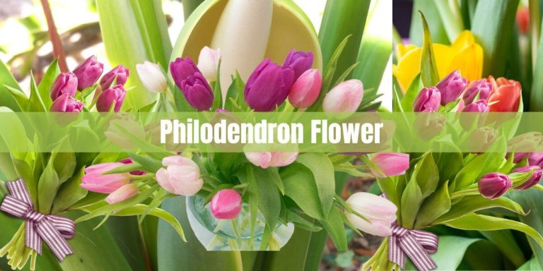 Philodendron Flower: A Comprehensive Guide