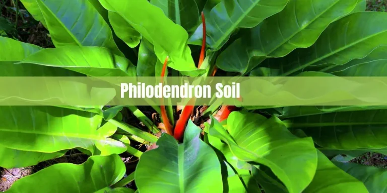 Philodendron Soil: The Ultimate Guide for Plant Lovers
