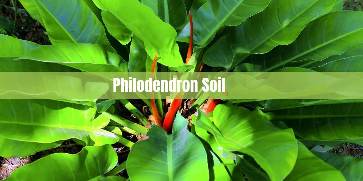 Philodendron Soil