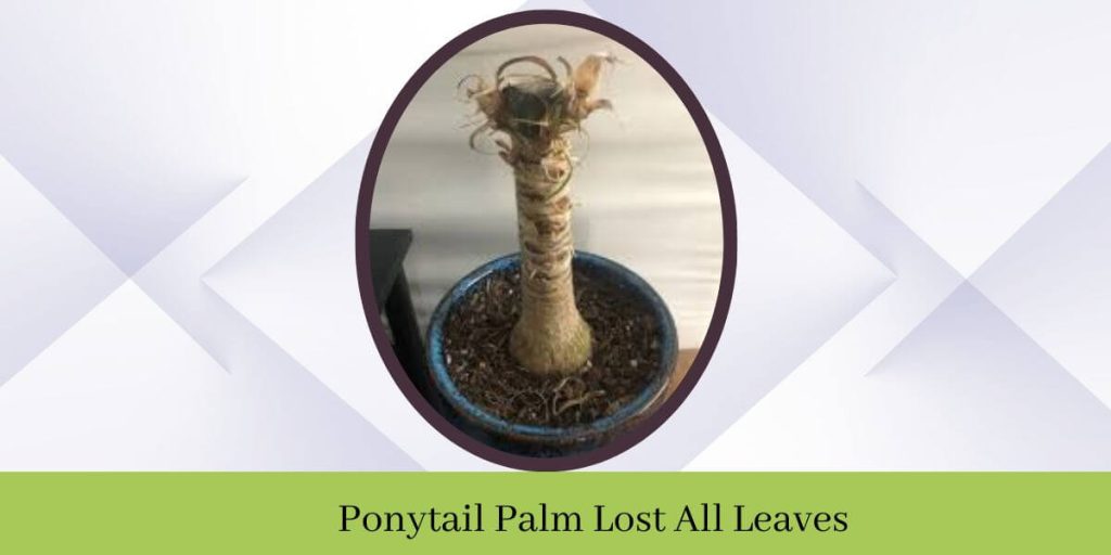 Ponytail Palm Lost All Leaves