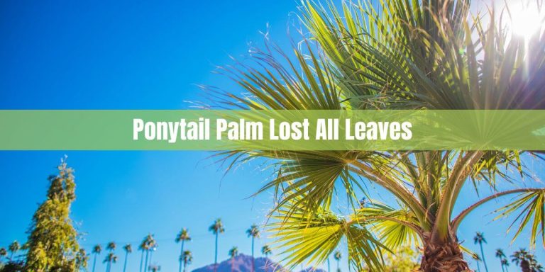 Ponytail Palm Lost All Leaves: Causes and Solutions
