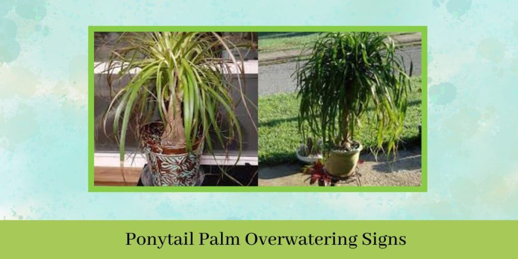 Ponytail Palm Overwatering Signs