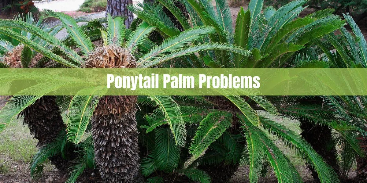 Ponytail Palm Problems