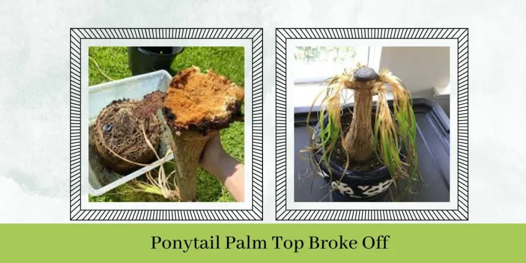 Ponytail Palm Top Broke off