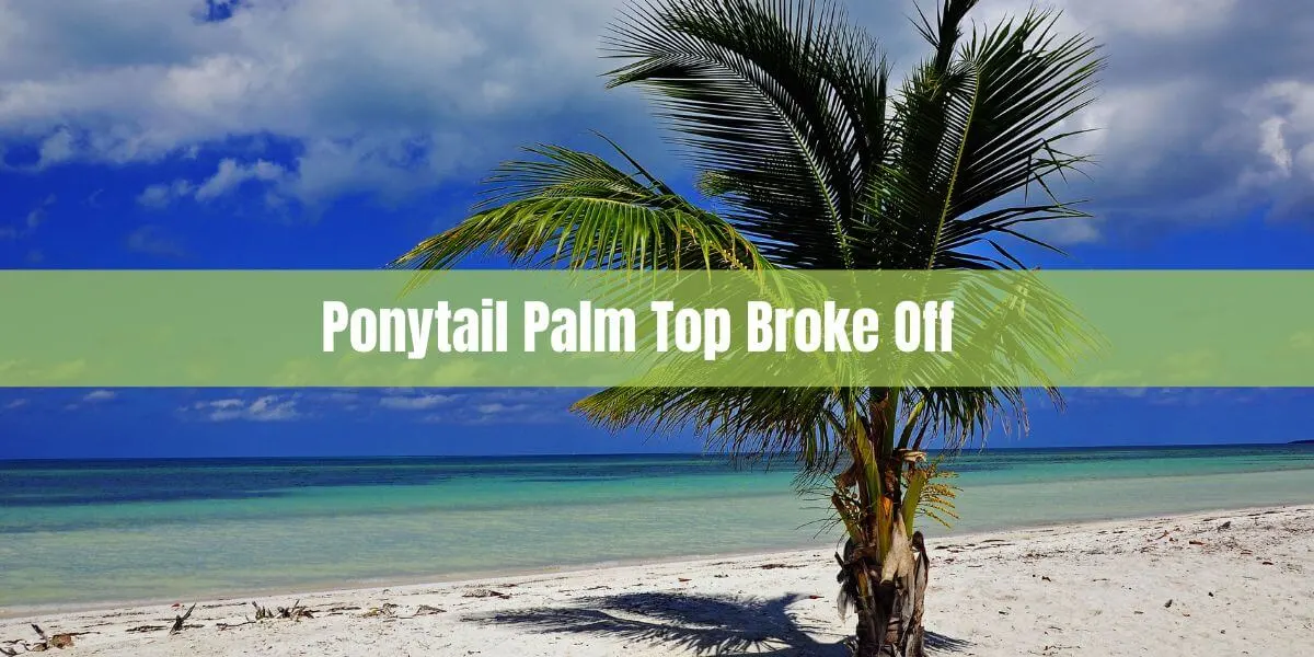 Ponytail Palm Top Broke off