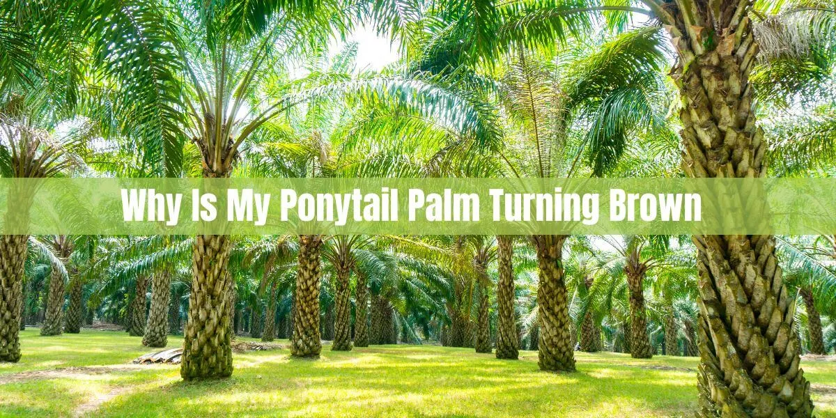 Ponytail Palm Turning Brown