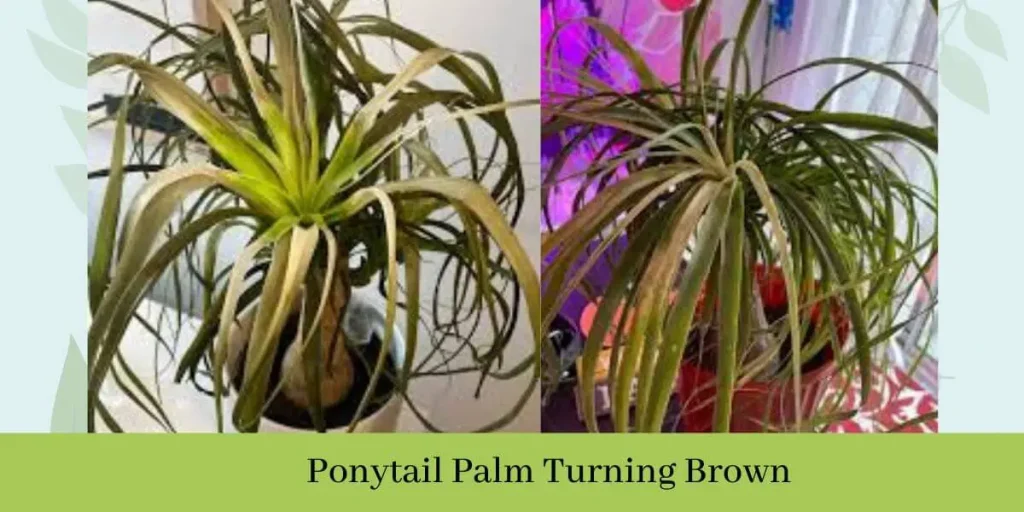 Ponytail Palm Turning Brown