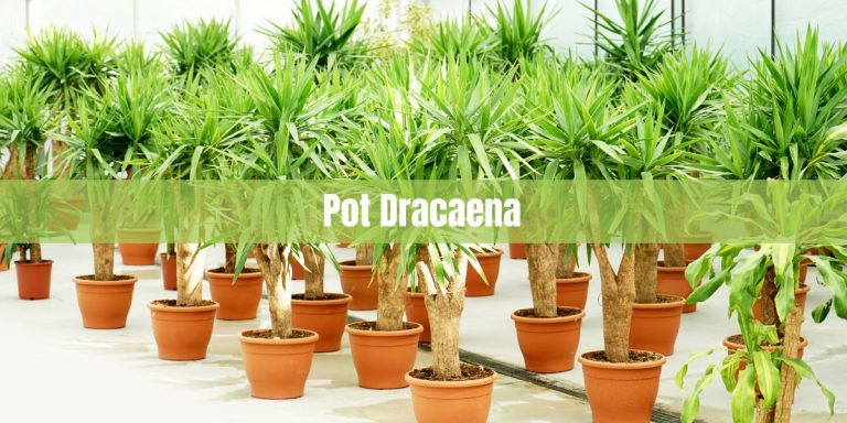 Pot Dracaena: Growing and Caring for Dracaena Plants in Pots
