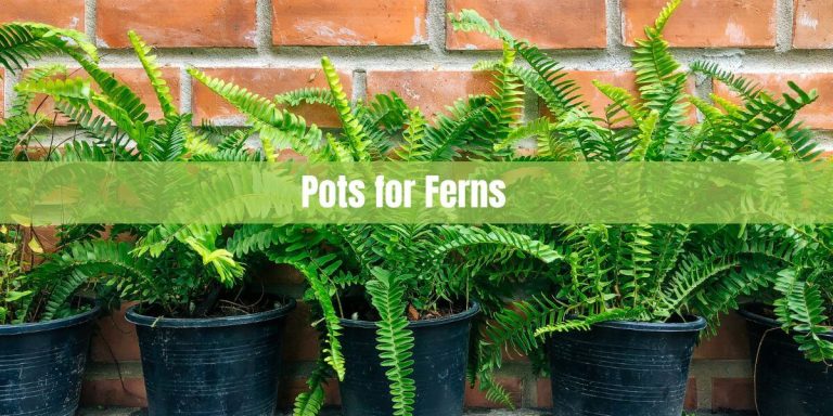 Pots for Ferns: Choosing the Right Pot for Ferns