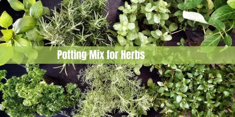 Potting Mix for Herbs: A Comprehensive Guide