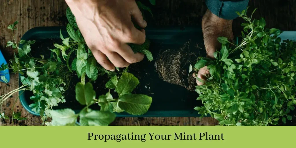 Harvesting Your Mint