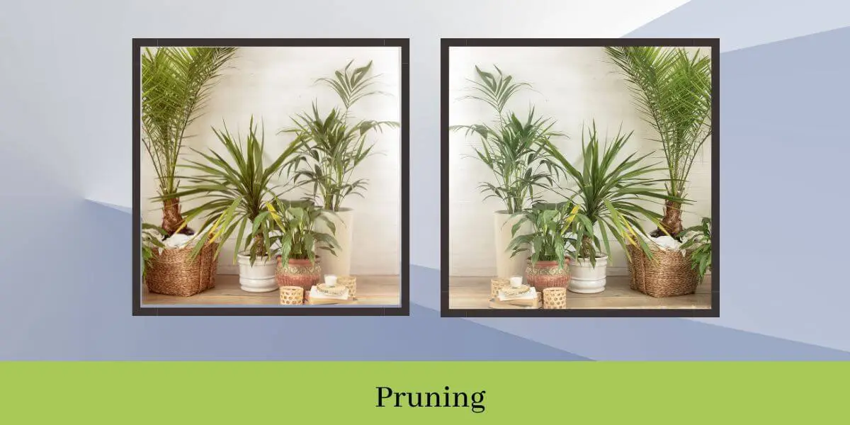How to Grow Multiple Trunks on a Ponytail Palm