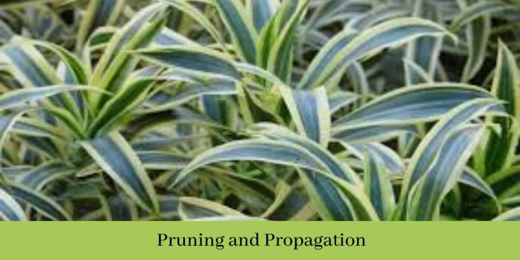 Pruning and Propagation 

