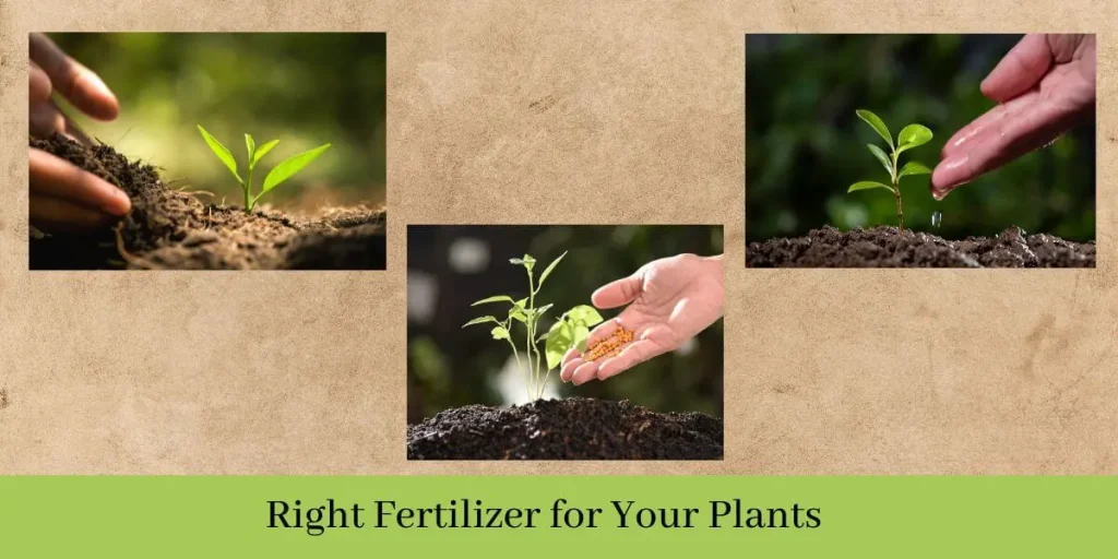 Can I Use Orchid Fertilizer on Other Plants