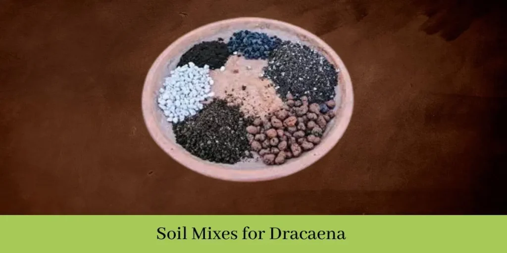 Soil for Dracaena