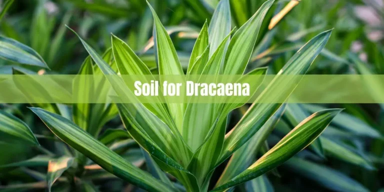 Soil for Dracaena: Everything You Need to Know
