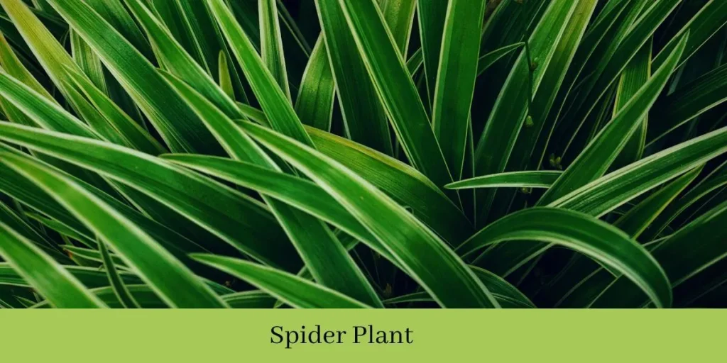 Spider Plant Soil