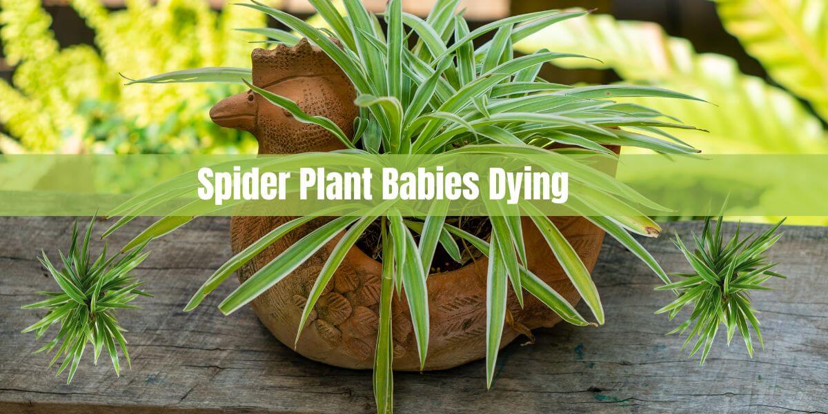 Spider Plant Babies Dying