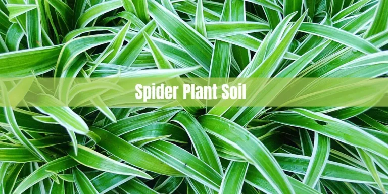 Spider Plant Soil: Everything You Need to Know